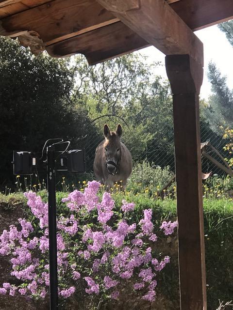 Rocabella Hellinikon Country Hotel Dış mekan fotoğraf